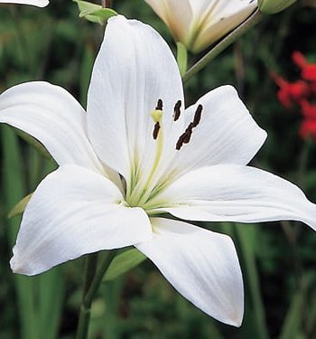 FLORESSA - Made By Zen