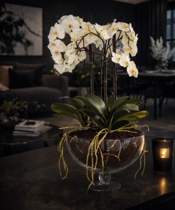 Hvítar Orkedíur í gler potti 50% afsláttur